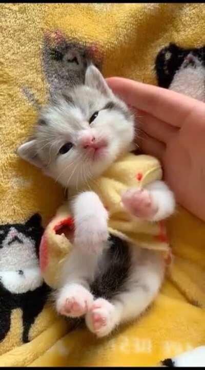 Cute Baby Cat!