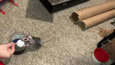 Chickpea is learning to play basketball - pt 2!