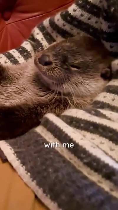Otters are amazing