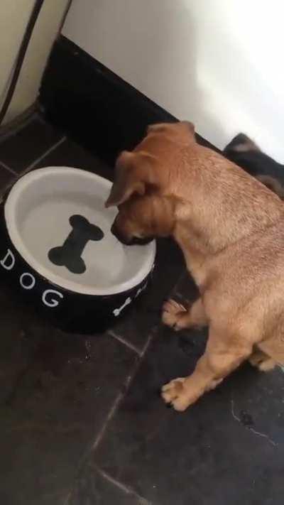 So cute,Dog thinks the bone was real