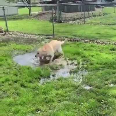 Görme engelli köpek, su birikintisi keşfedince. (Twitter dan alıntıdır)