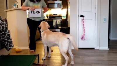 Dogs can learn to recognize and 