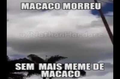 macaco macaaaaaco