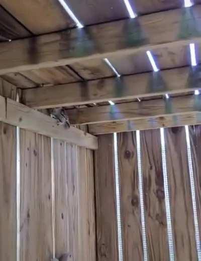 The council belongs here.