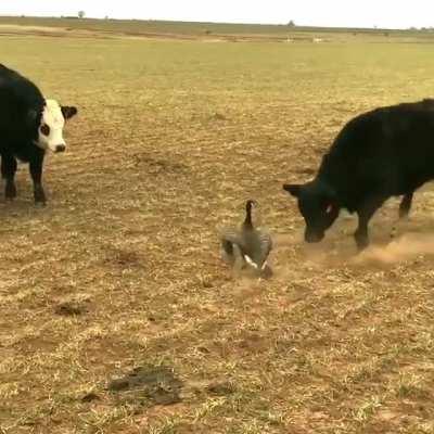 to scare canada goose