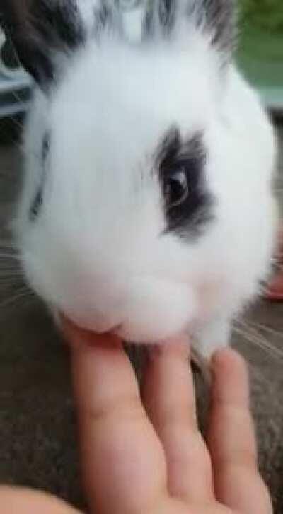 Here's a video of Spotty,my darling giving some kisses to my daughter