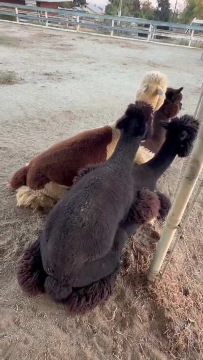 “What do you humans call this?