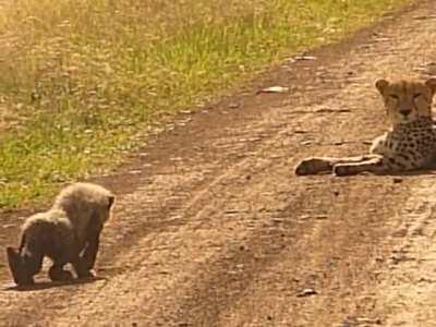Cheetah Cub Stalking Mom