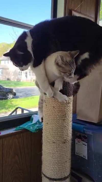 Excuse me, that's my spot