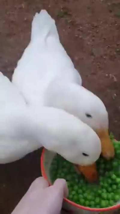 Those ducks were very hungry