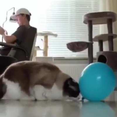 haha just a normal cat video nothing else 