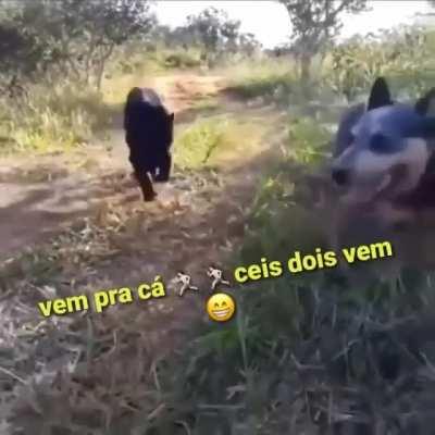 Cachorro preto bonito...