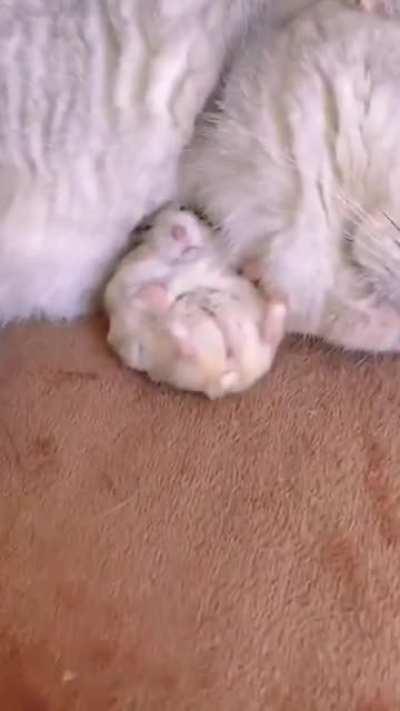 Just forget one feeding and the little buddy will be gone.. :P