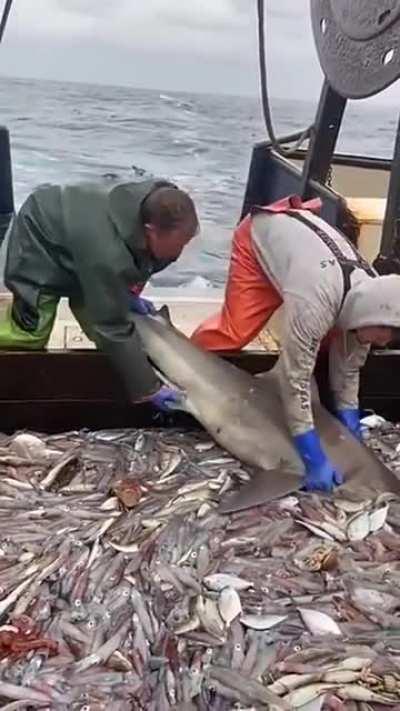 It says all you can eat..!