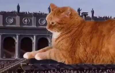 How a cat must feel when you post their picture on reddit.