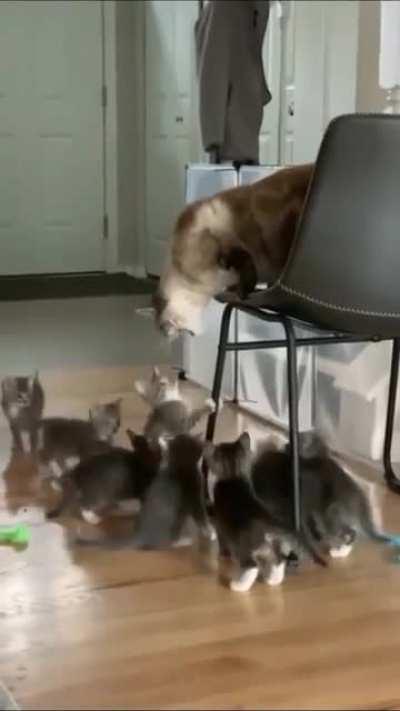 Mama cat hisses at little kittens