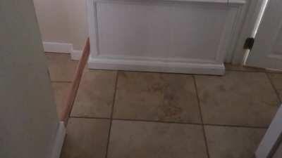 Meet White Kitty, deaf and very loud.