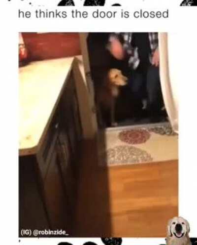 Made my day doggo jump