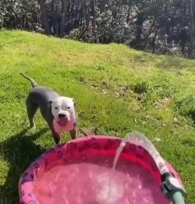 there are two types of dog!