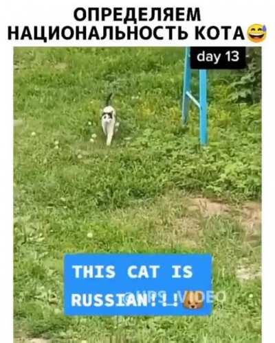 Матрёшка, водка, балалайка! Мяу, мяу, мяу!