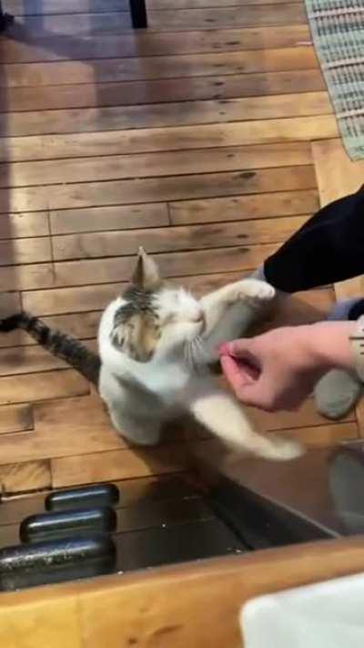blind kitty gets a treat