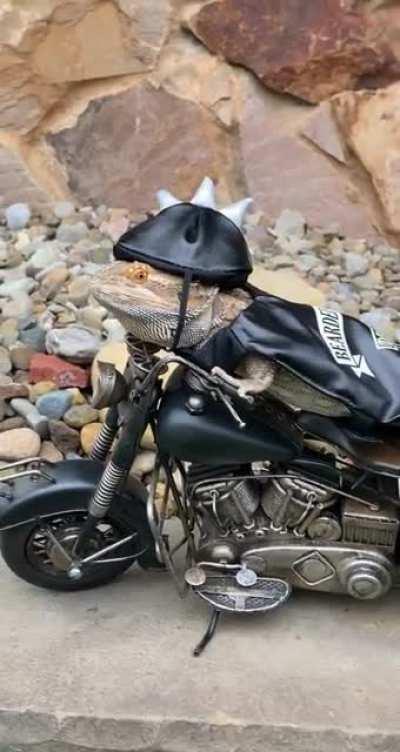 willie dizzie daze headin on the highway to cricket town 😎