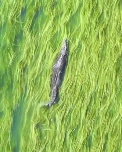 🔥 A crocodile swimming above the sea grass 🔥 (IG: @aeroture_aus)