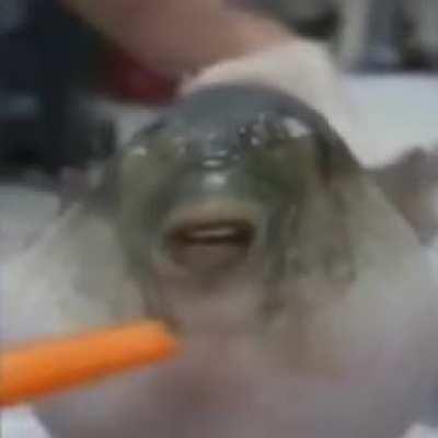 Thanks, I Hate Weeb Fish