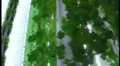 Сеть вертикальных ферм расширяется по всему миру Листовая зелень, которая выращивается на вертикальной ферме с контролируемой средой Plenty в районе залива Сан-Франциско, отправляется в сеть магазинов Albertsons по всей Калифорнии — всего в 430 торговых т