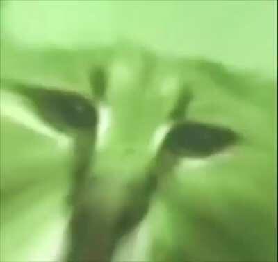 My big floppy edit. Nobody liked it on r/196