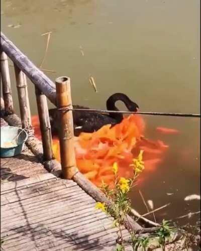 Black Swan Feed Fishes...