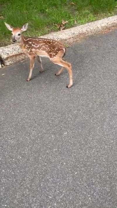 What a treat I was granted yesterday. Little kid wouldn’t stop following me.