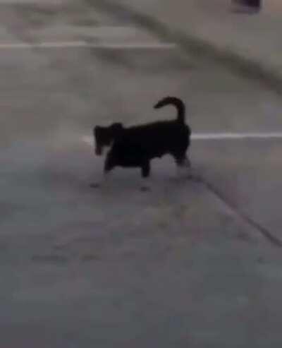 Bomb has been planted