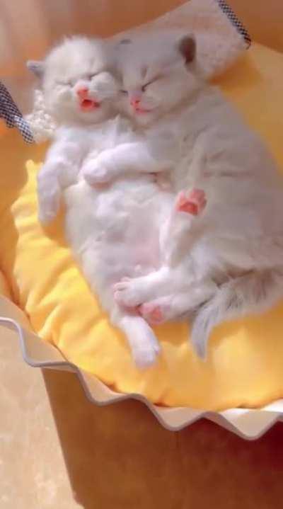 Do not disturb the marshmallows