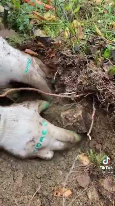 Vasily went to a forest to pick mushrooms