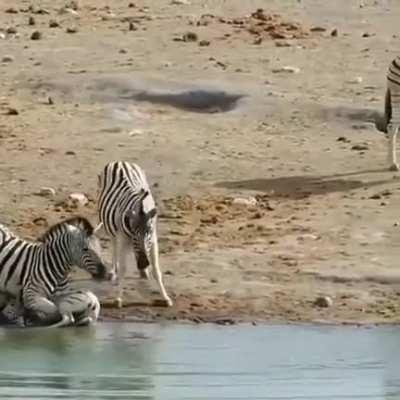 Adult male zebra tries to drown a young foal who is not his offspring