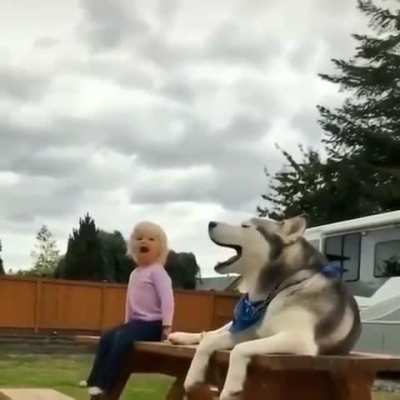 Kid and husky, the worst combo