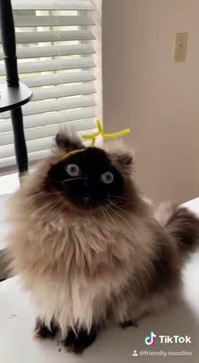 Котопузики