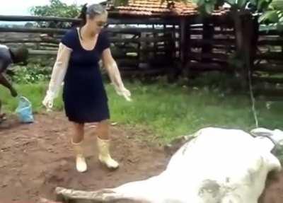To pet a cow