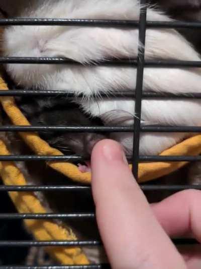 Sleepy grabbies