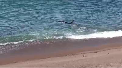 Hoy capture una orca capturando un lobo, Península Valdez, Patagonia Argentina