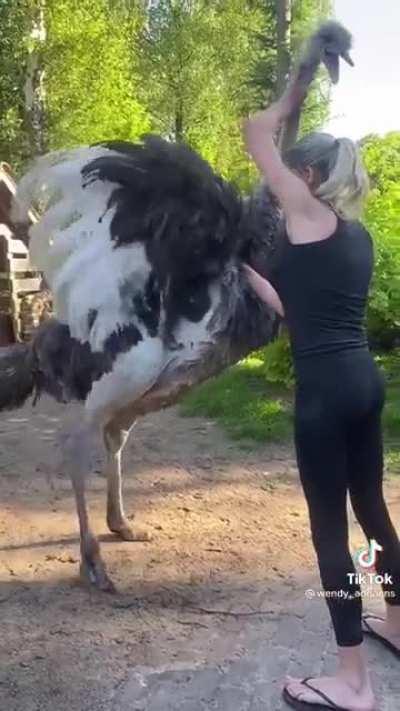 How to deal with an aggressive ostrich