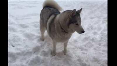 Husky says “no” when asked to come inside