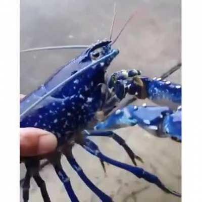 One in a 200 million blue lobster!