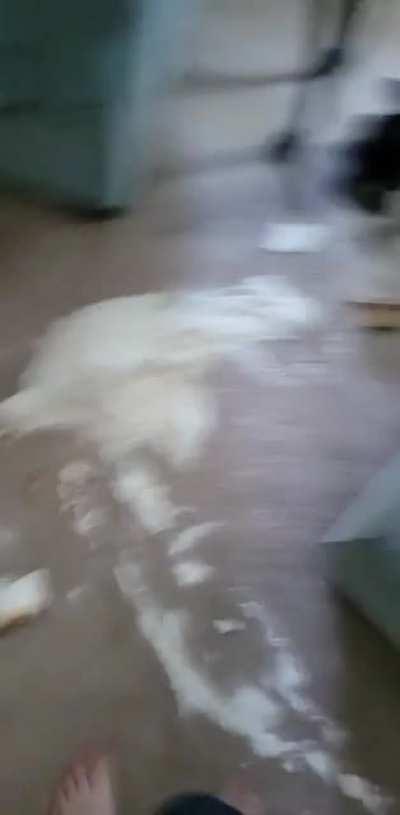 WCGW leaving your dog alone for a few hours