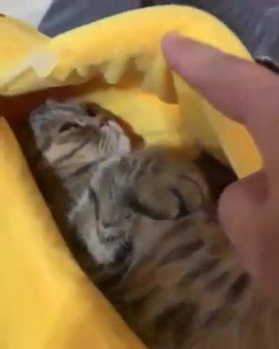 He really likes his new bed