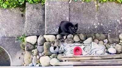 My little bulgarian street cat found out where I work. I don't think his brain can process seeing me in the wrong house.