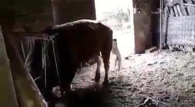 Don't bite the bull's tale