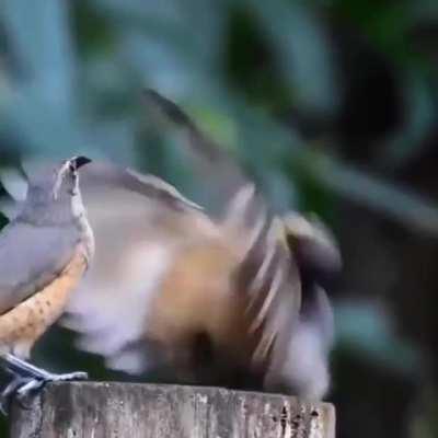 🔥 Male Victoria riflebird trying to impress a female with a mating dance