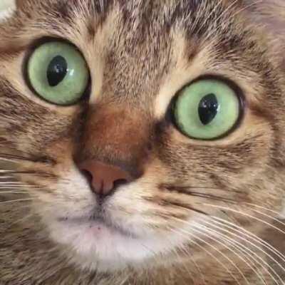 Cats’ Eyes Dilating When They Hiccup(originally posted by Unicornglitteryblood. I found this on Interesting af sub)